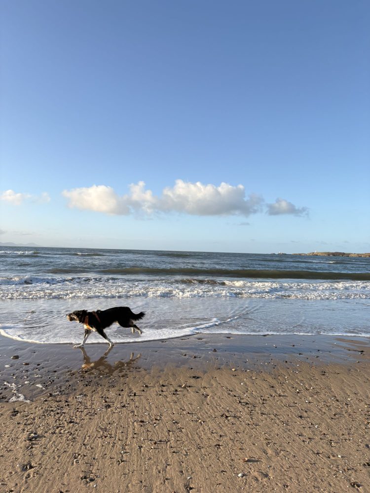 Dog running through the waves as the tide comes in on Llanddwyn Island, Anglesey