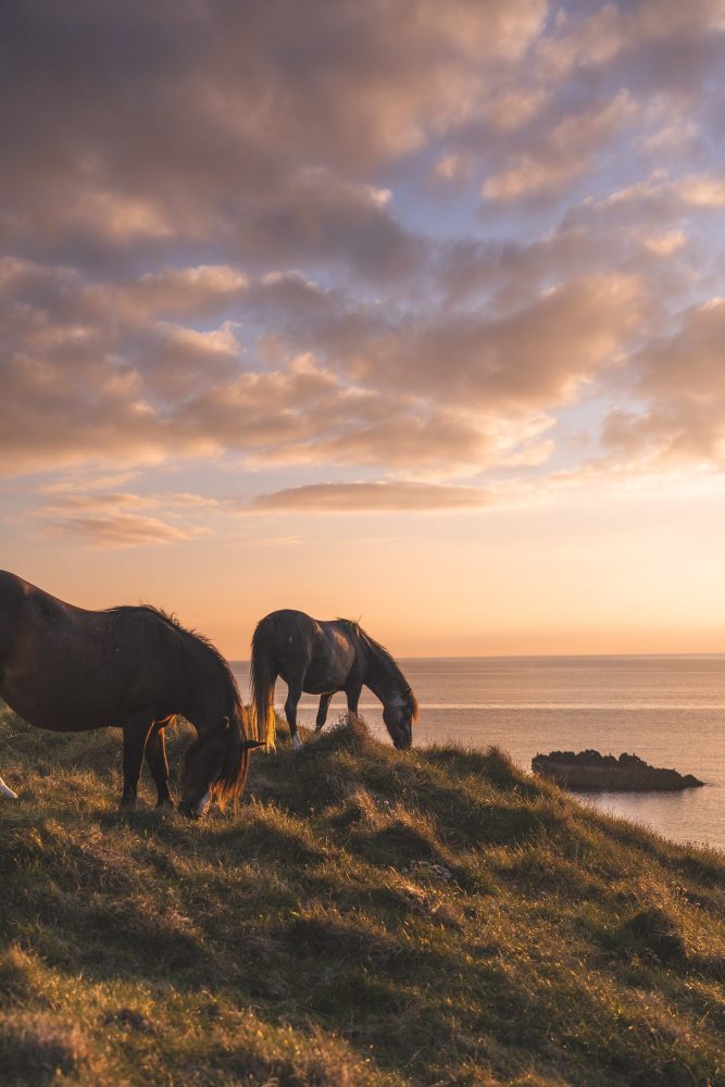 Two horses graze on the clifftops of Llanddwyn Island at sunset, Isle of Anglesey