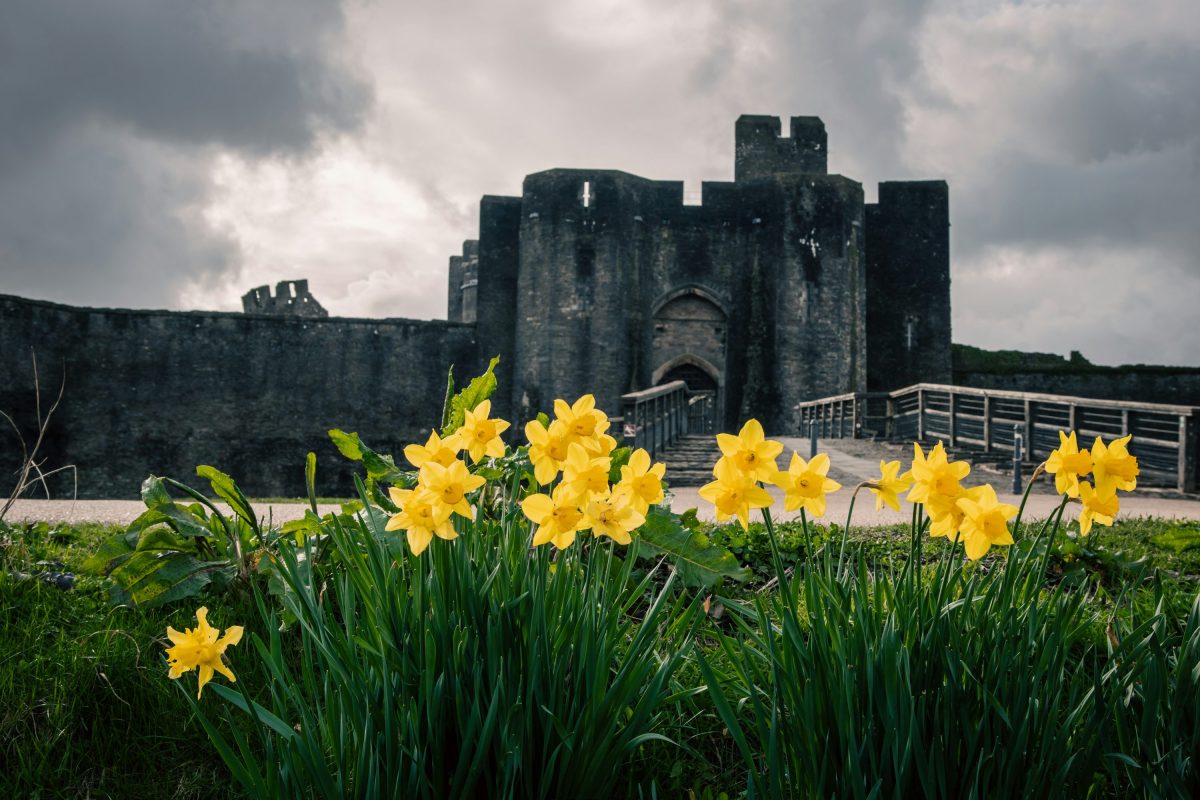 Moody shot of an old Welsh castle with daffodils in foreground.