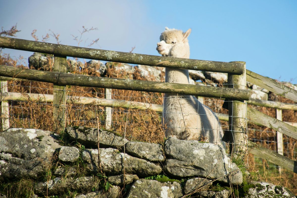 An alpaca in an outdoor enclosure. Farms and petting zoos in North Wales