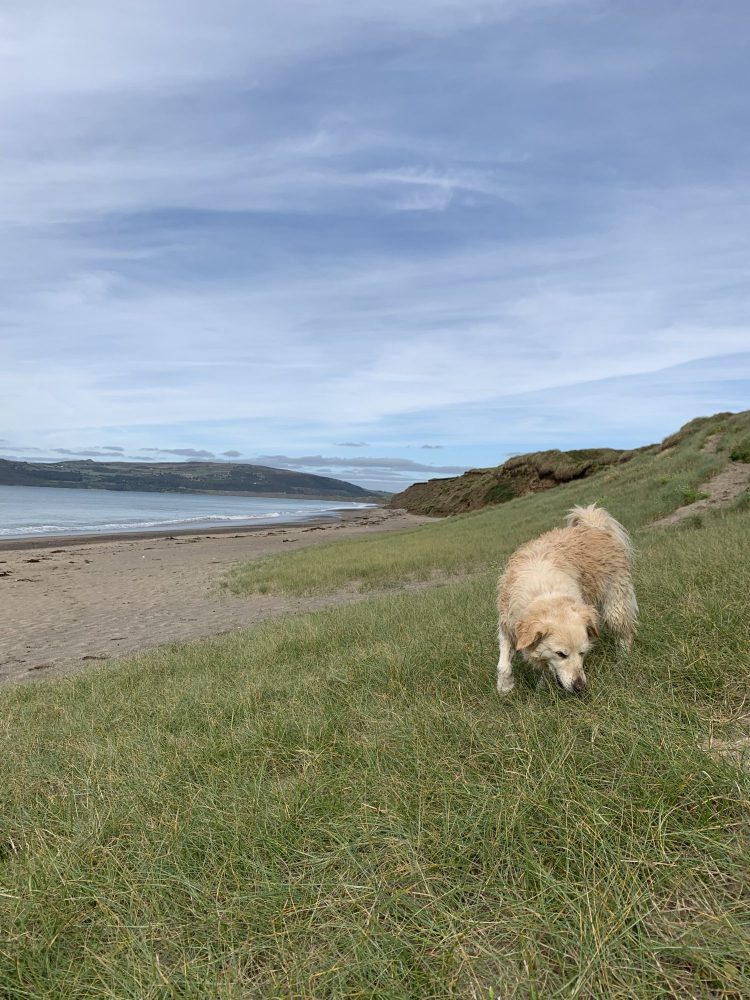 Dog exploring Porth Neigwl (Hell's Mouth) beach on the Llyn Peninsula, North Wales - a three-mile sweep of sand and pebbles popular with surfers