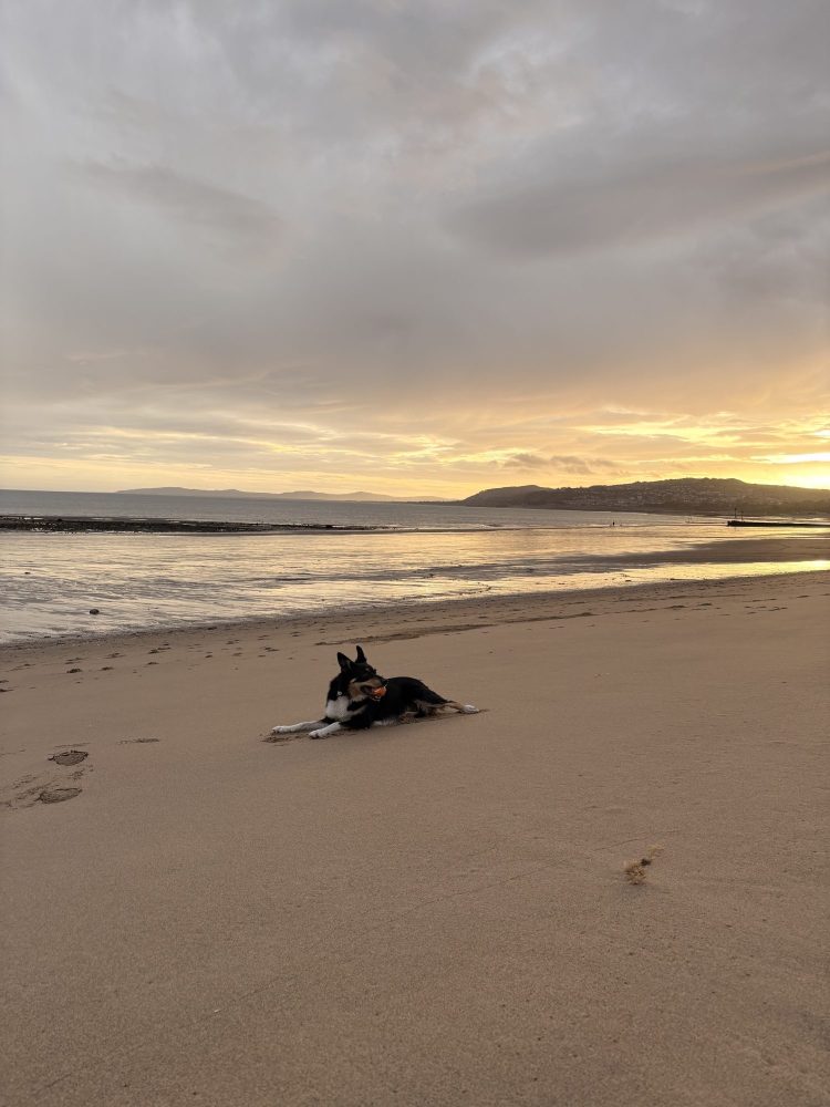 Dog lying on the golden sands of Colwyn Bay beach on the North Wales coast.