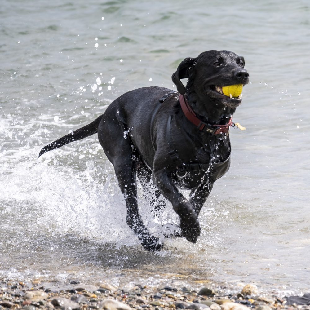 A dog running through the sea at Bull Bay, Amlwch, a dog friendly beach in Anglesey