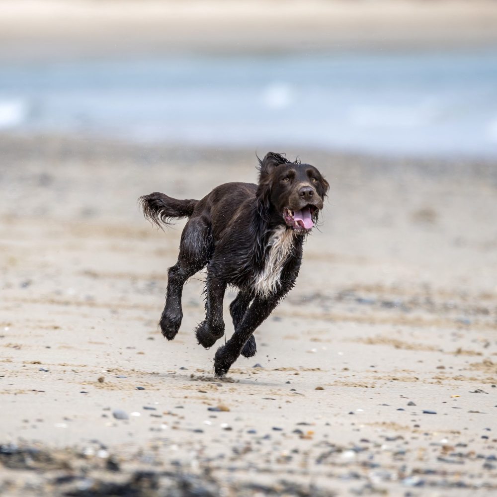 Wet dog running happliy along the sands at Traeth Crigyll, Rhosneigr, Anglesey - a dog friendly beach