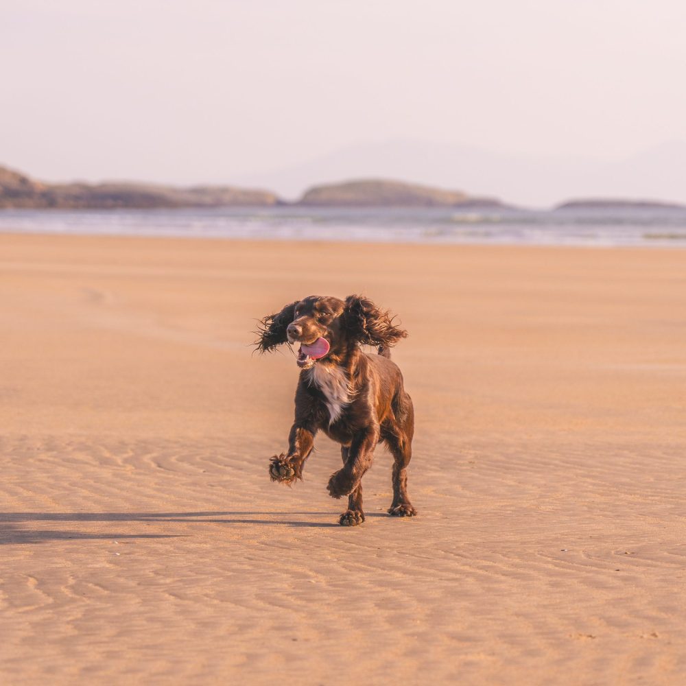 A happy dog running along the sands of Traeth Mawr, Aberffraw, Anglesey - a dog friendly beach
