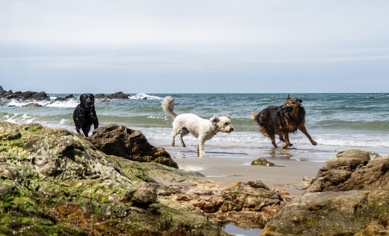 Oyster Holiday Cottages dog friendly holiday cottages dogs running on beach at Church Bay