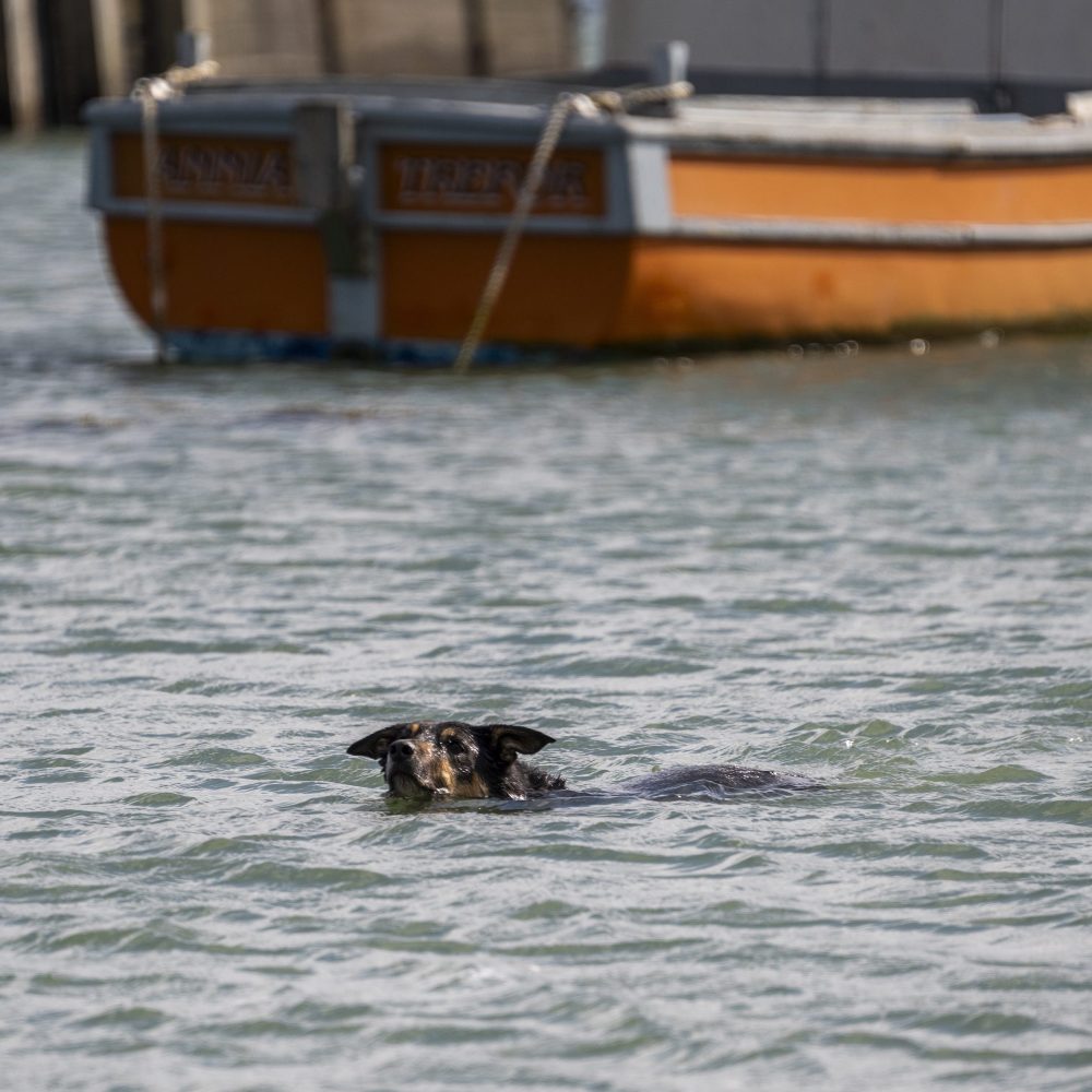 A dog swimming in the sea at Cemlyn Bay, nr Cemaes