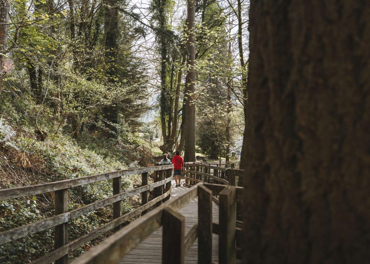 A view of two walkers on a wooden boardwalk in the woods near Betws y Coed, North Wales Snowdonia