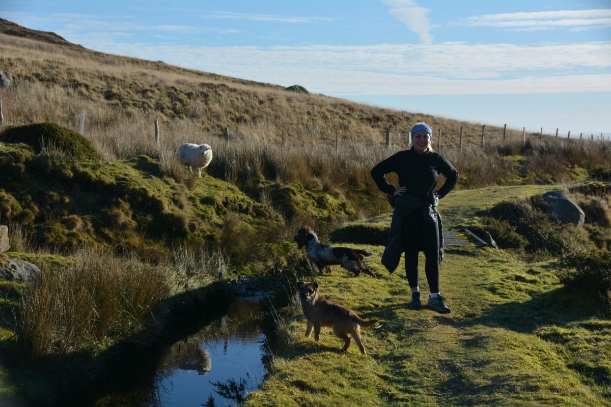 A female hiker in North wales with two dogs and a sheep, pausing on a grassy path