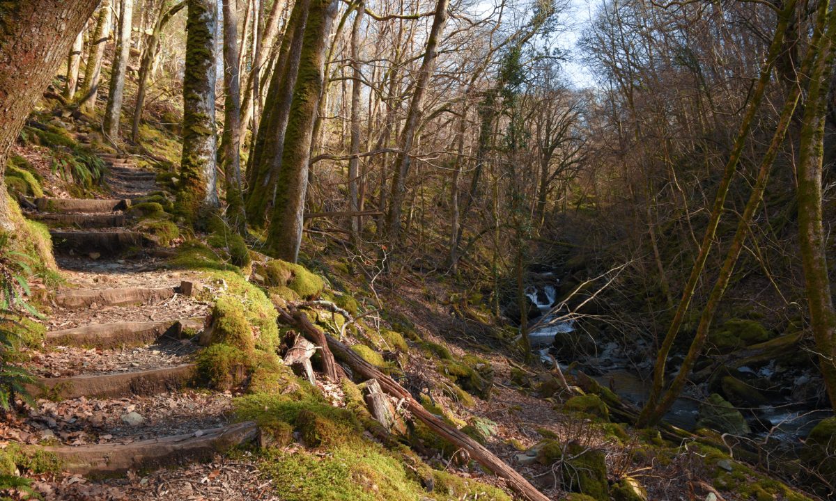 A wintry image of the woods in north wales with steps climbing up a mossy hill and a river below.